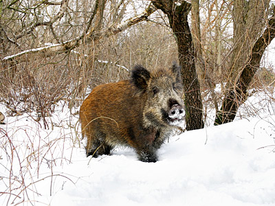 Ein Wildschwein im Schnee, umgeben von Bäumen und Sträuchern.